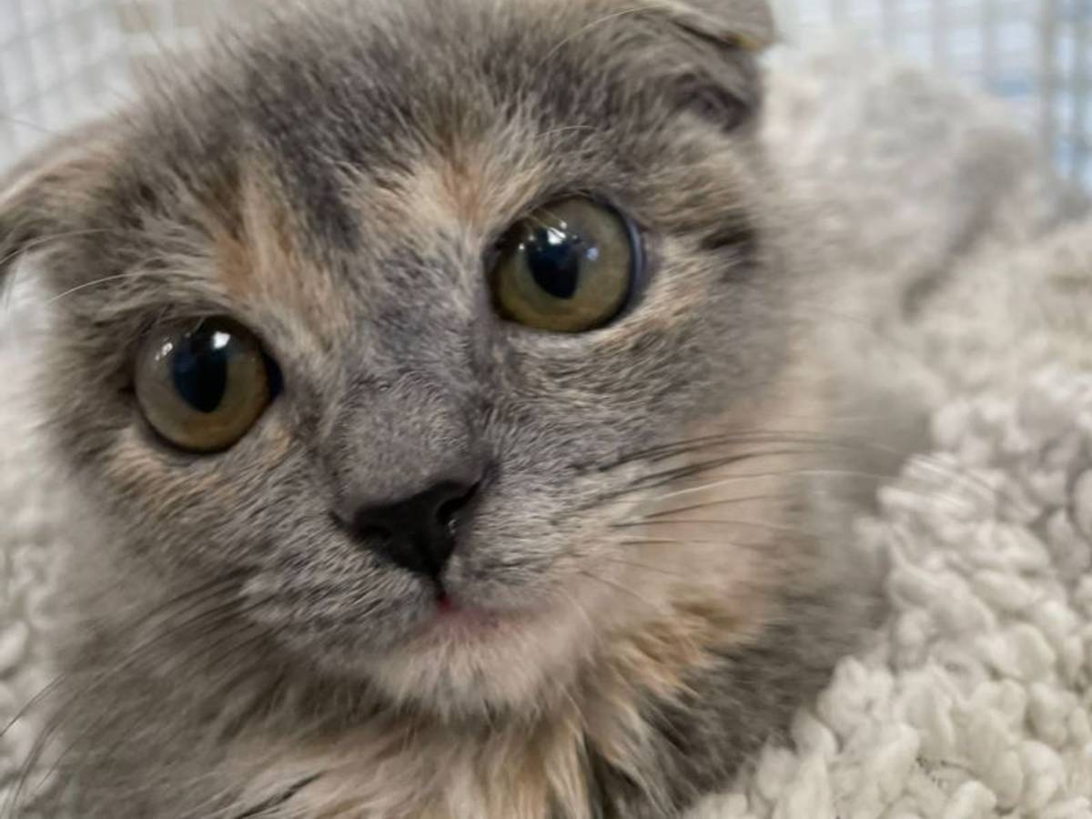 Katze "Fräulein Firlefanz" hat verkrüppelte Ohren.