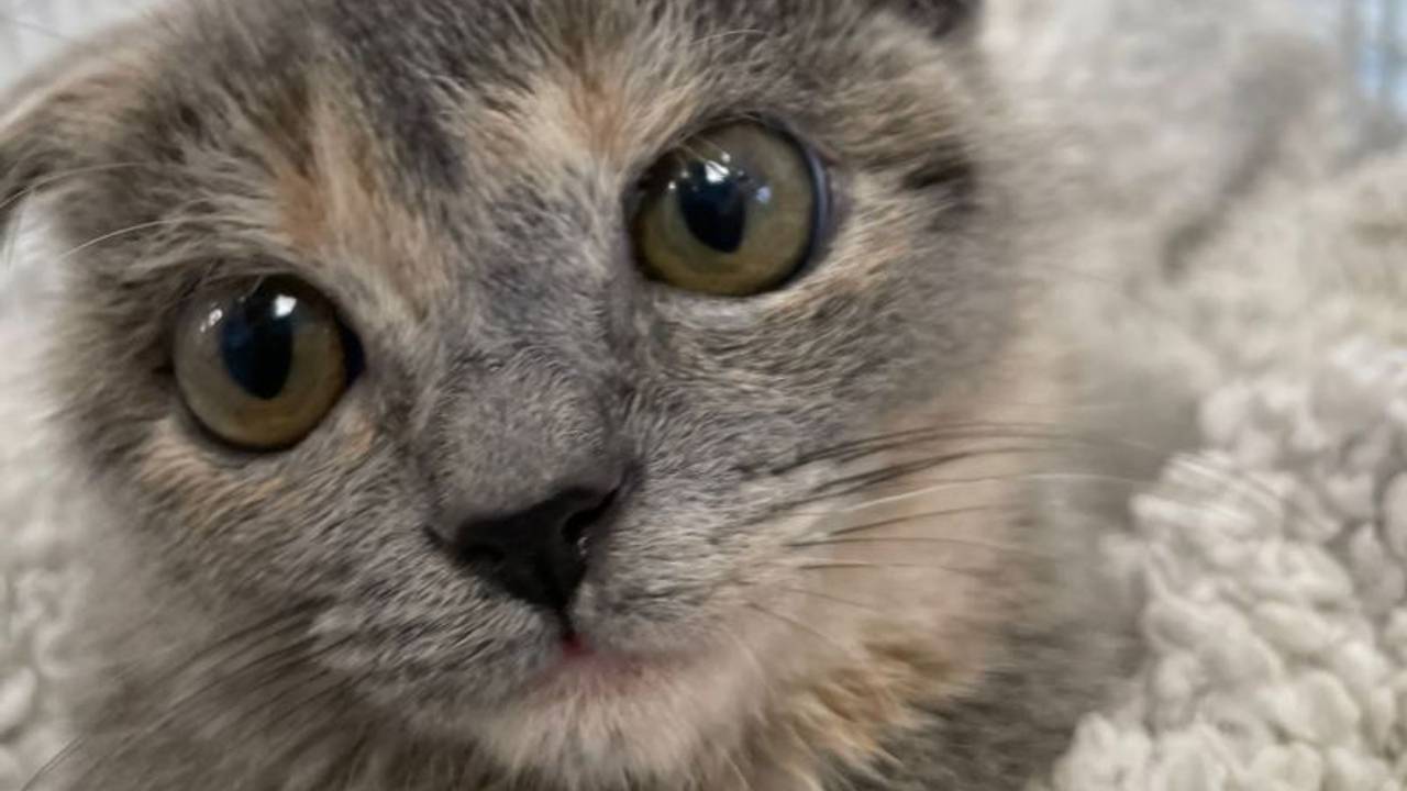 Katze "Fräulein Firlefanz" hat verkrüppelte Ohren.