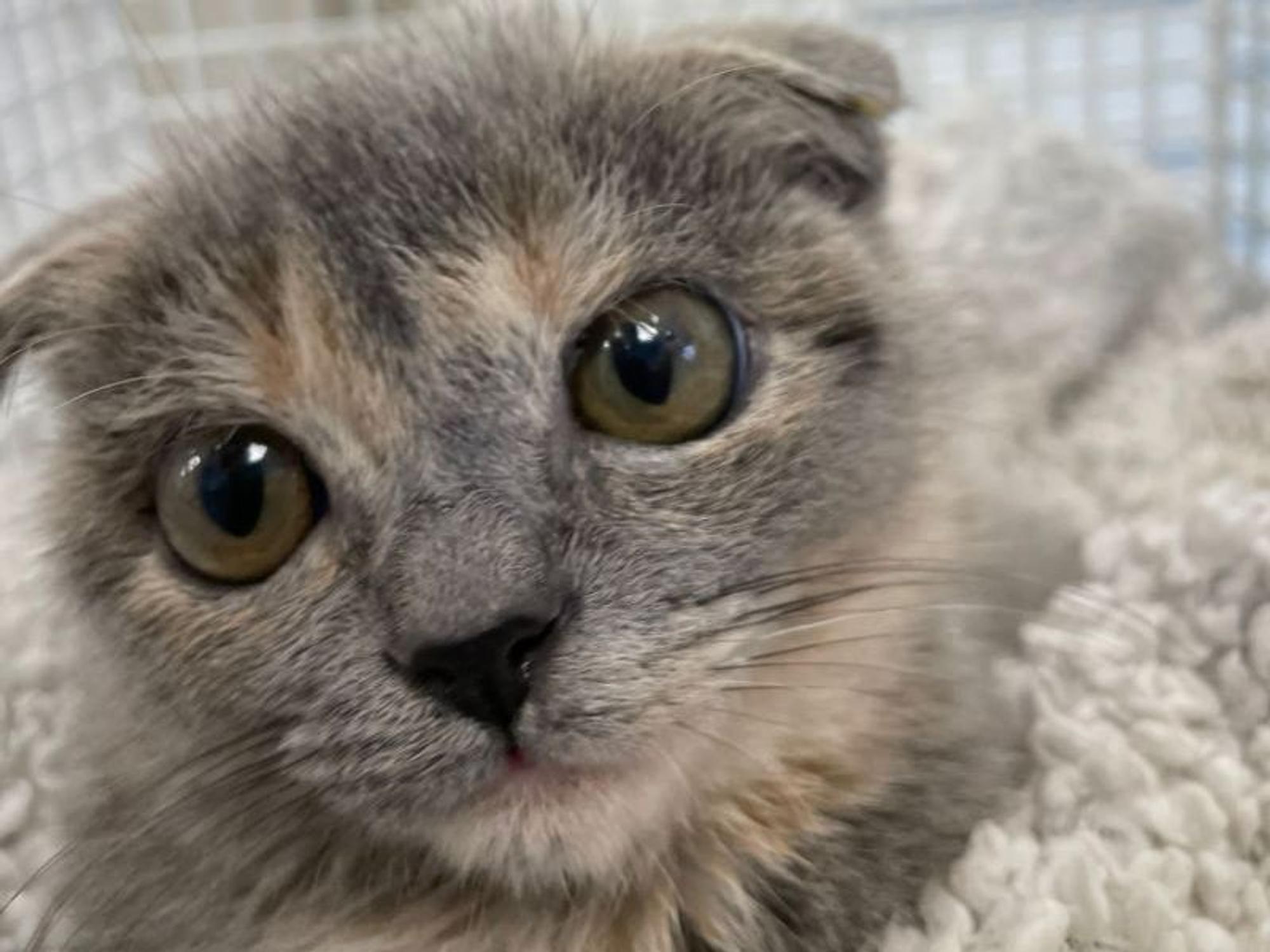 Katze "Fräulein Firlefanz" hat eine schwere OP hinter sich.