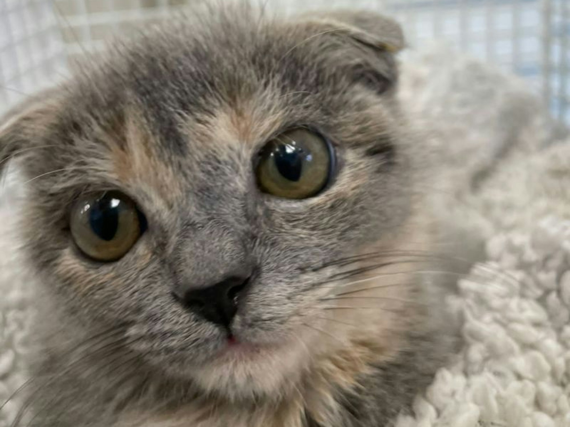 Katze "Fräulein Firlefanz" hat eine schwere OP hinter sich.