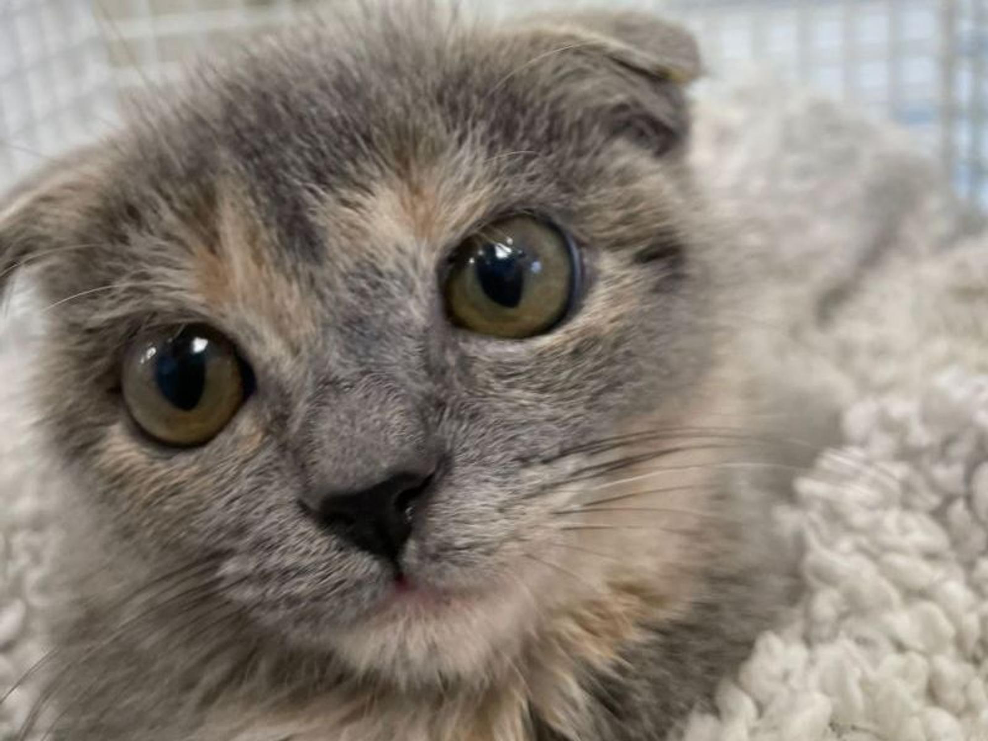 Katze "Fräulein Firlefanz" hat verkrüppelte Ohren.