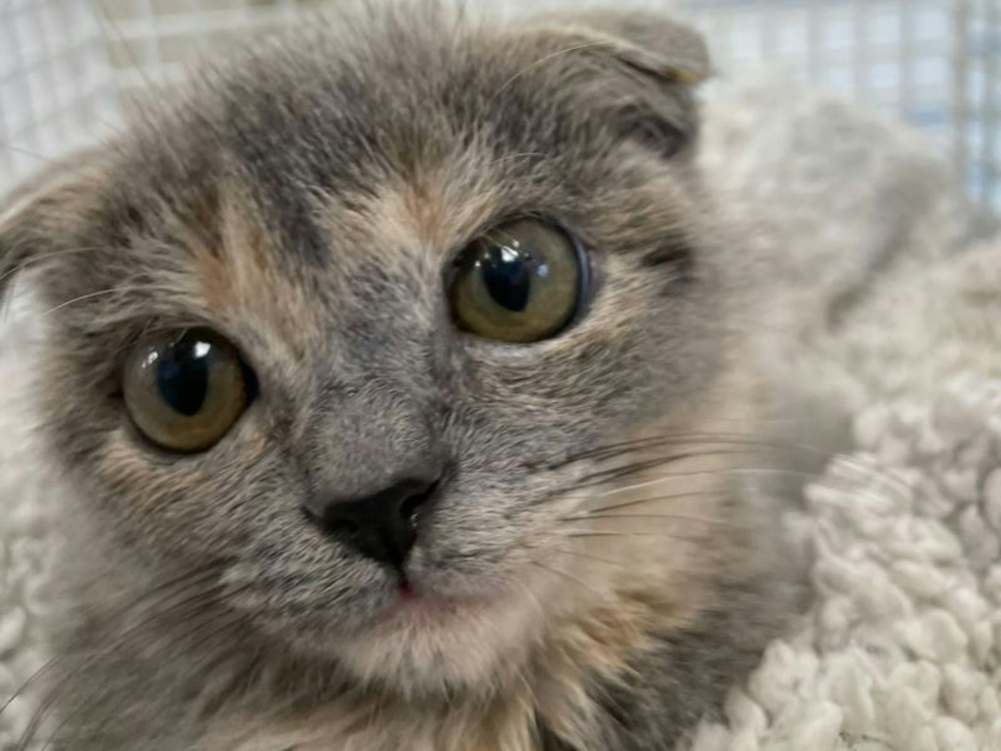 Katze "Fräulein Firlefanz" hat verkrüppelte Ohren.