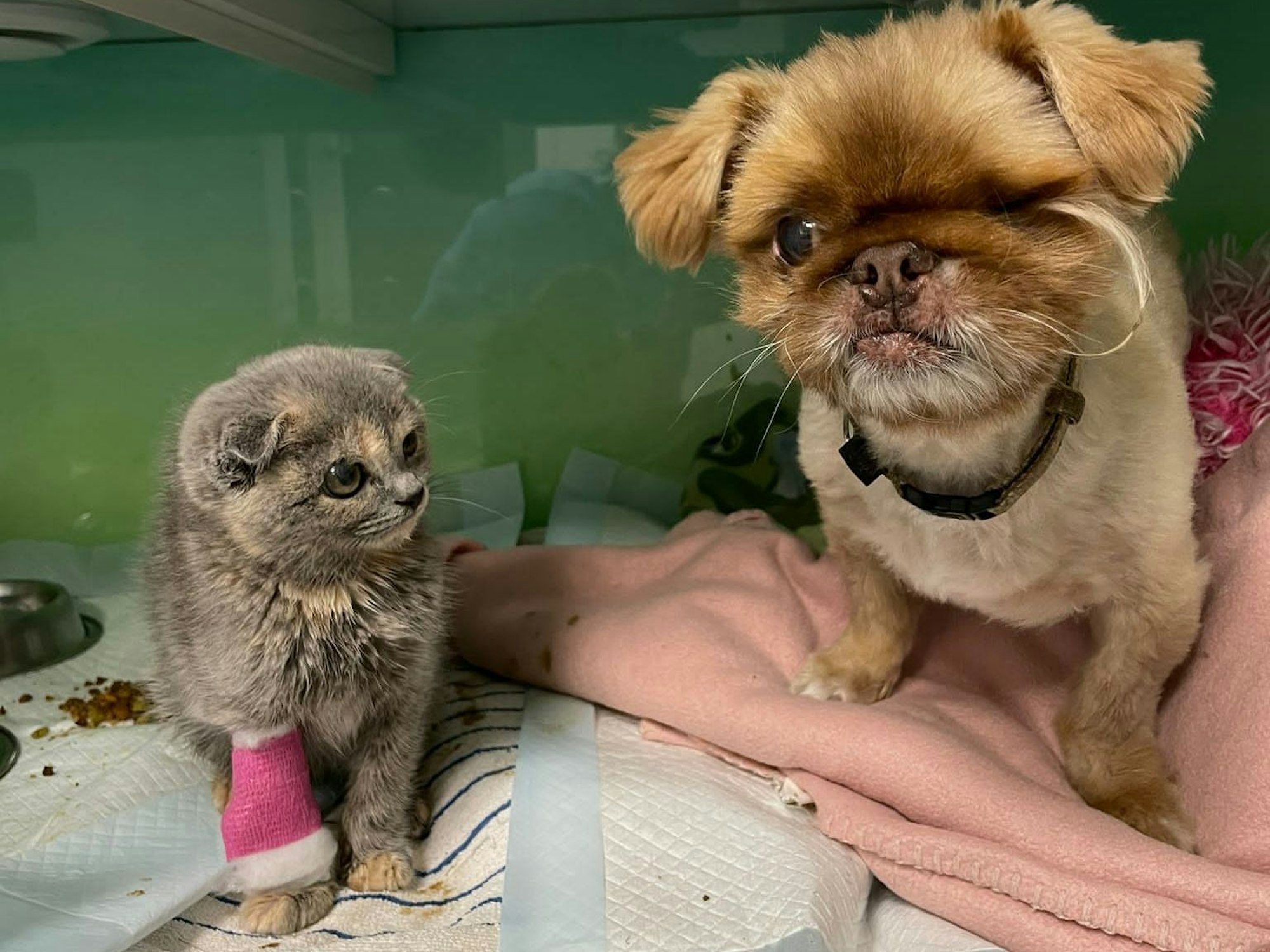 Katze "Fräulein Firlefanz" hat ein Bein verbunden, neben ihr sitzt ein Hund, dem ein Auge fehlt.