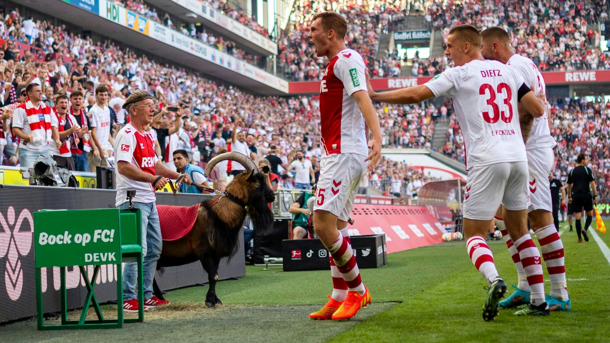 Geißbock Hennes, hier am 7. August 2022 mit seinem Betreuer gegen Schalke, fehlt dem 1. FC Köln im Heimspiel gegen die TSG Hoffenheim.