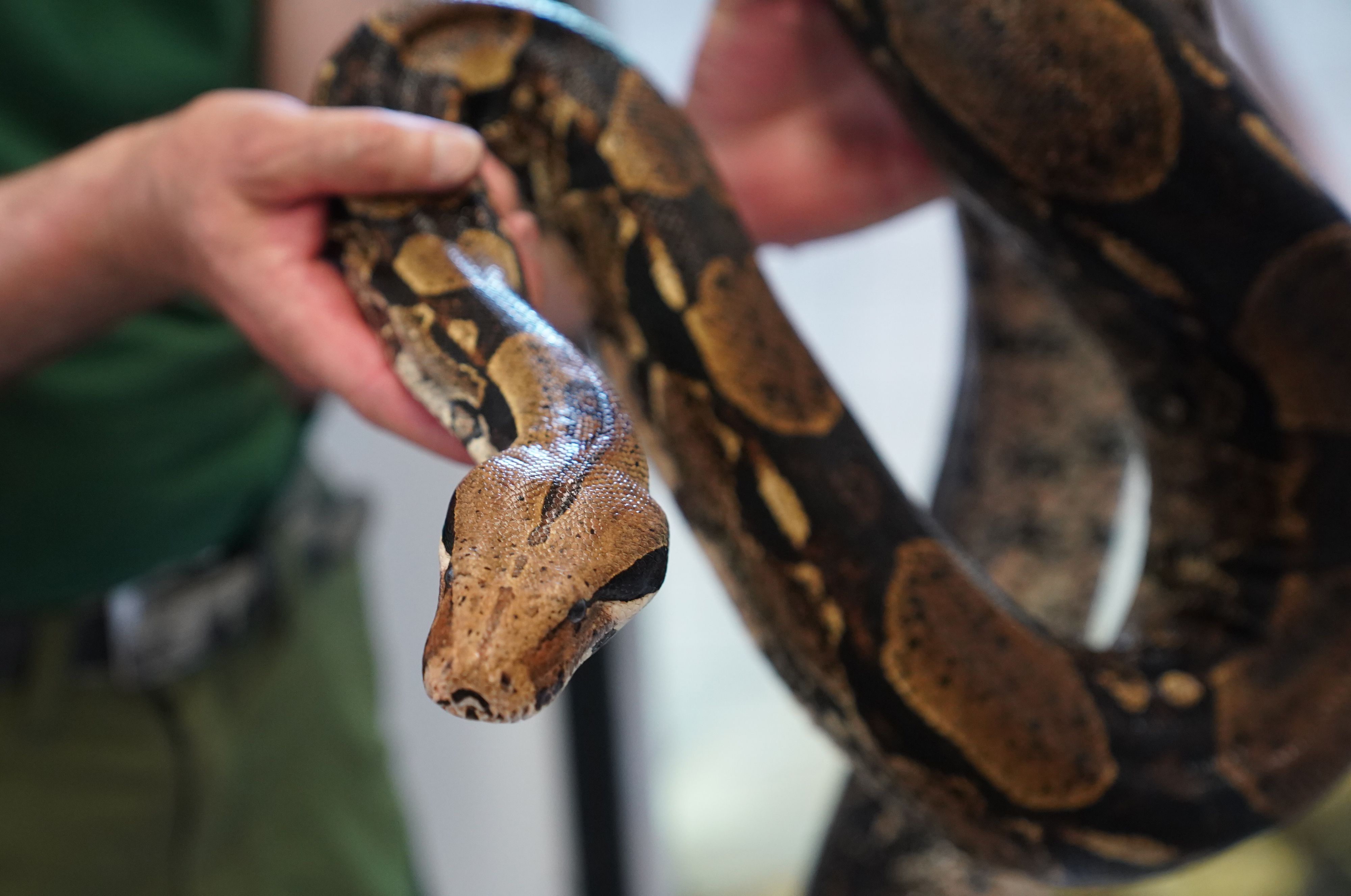 In der Pfalz ist eine 1,70 Meter lange Würgeschlange aus einer Wohnung entkommen. Die Aufnahme zeigt eine andere Boa constrictor und dient hier als Symbolfoto.