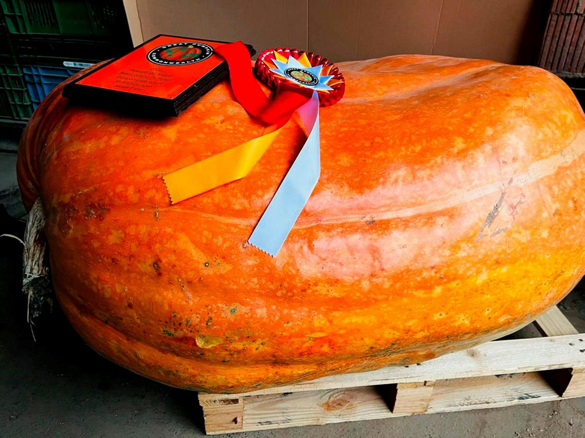 Europas schönster Kürbis liegt auf einer Europalette.