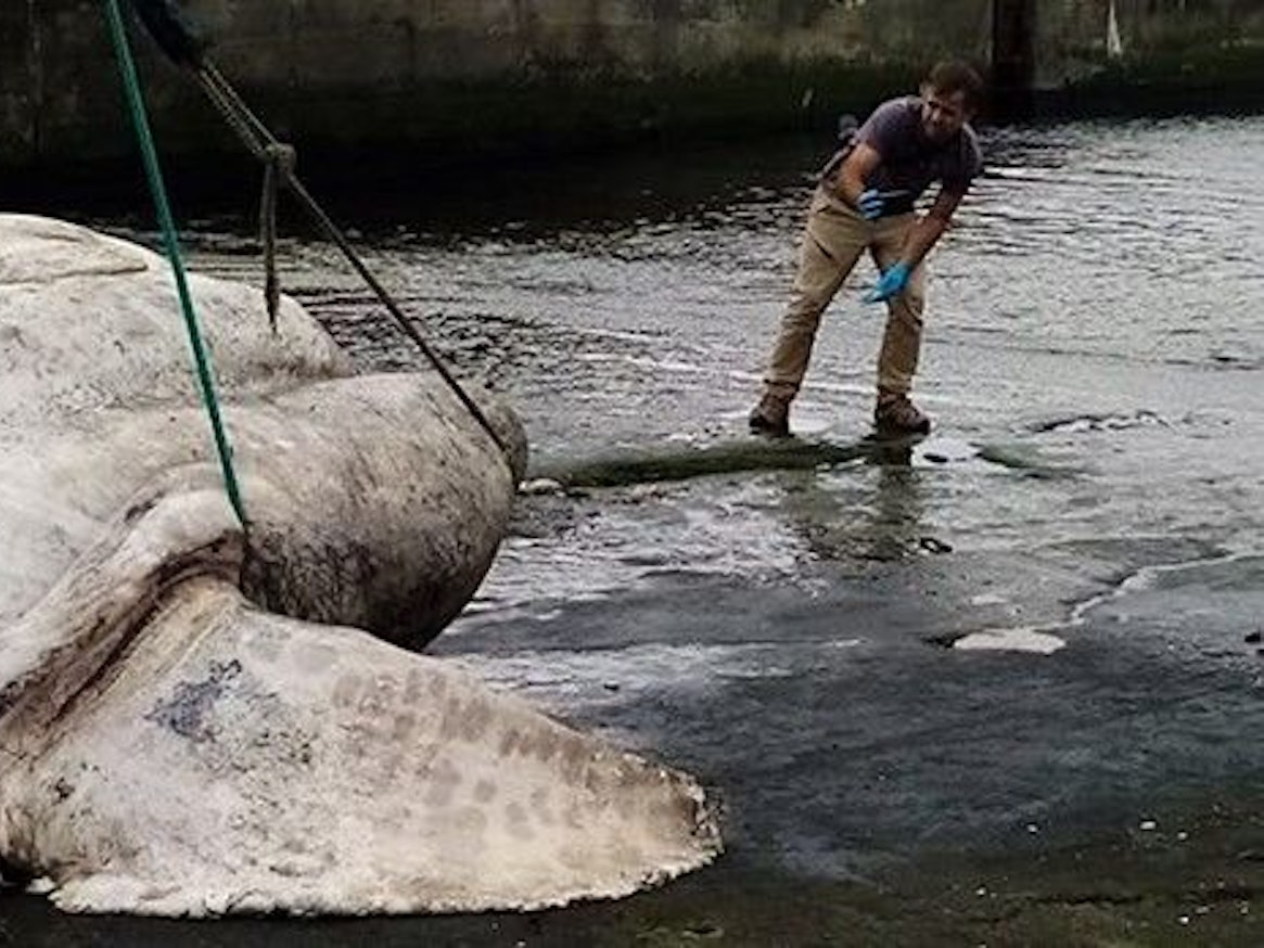 Ein Mitarbeiter des Forschungs-Teams macht Fotos von dem spektakulären Fund.