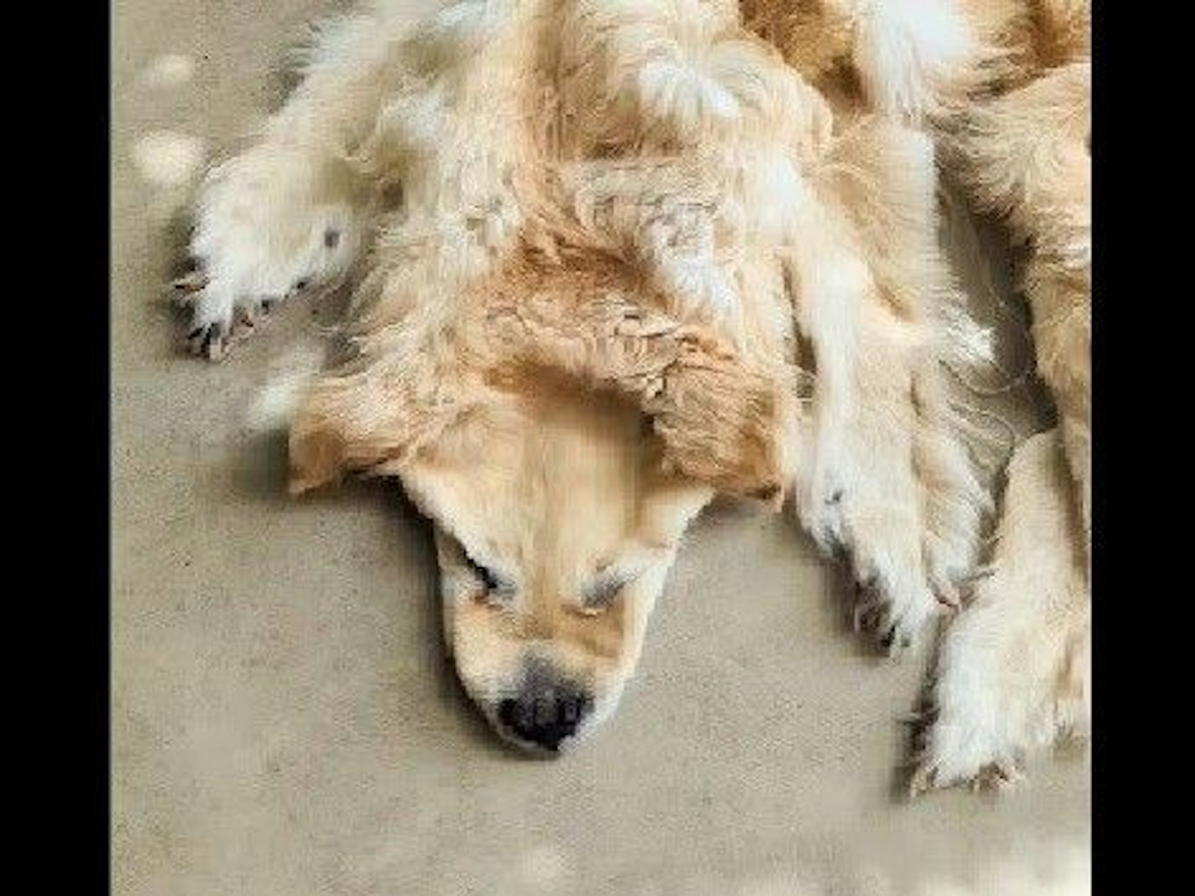 Ein Unternehmen nahm sich der sterblichen Überreste des Hundes an.