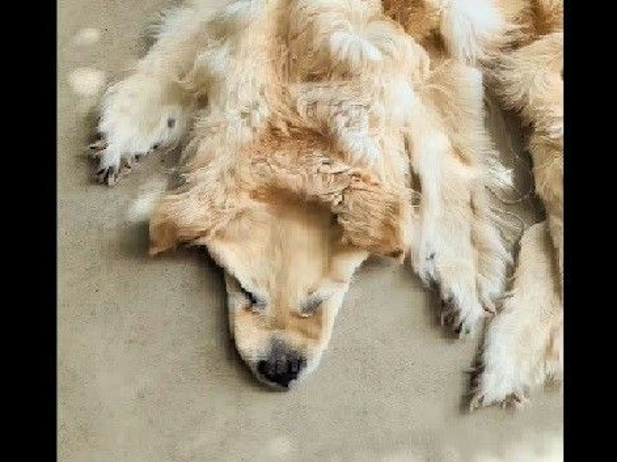 Ein Unternehmen nahm sich der sterblichen Überreste des Hundes an.