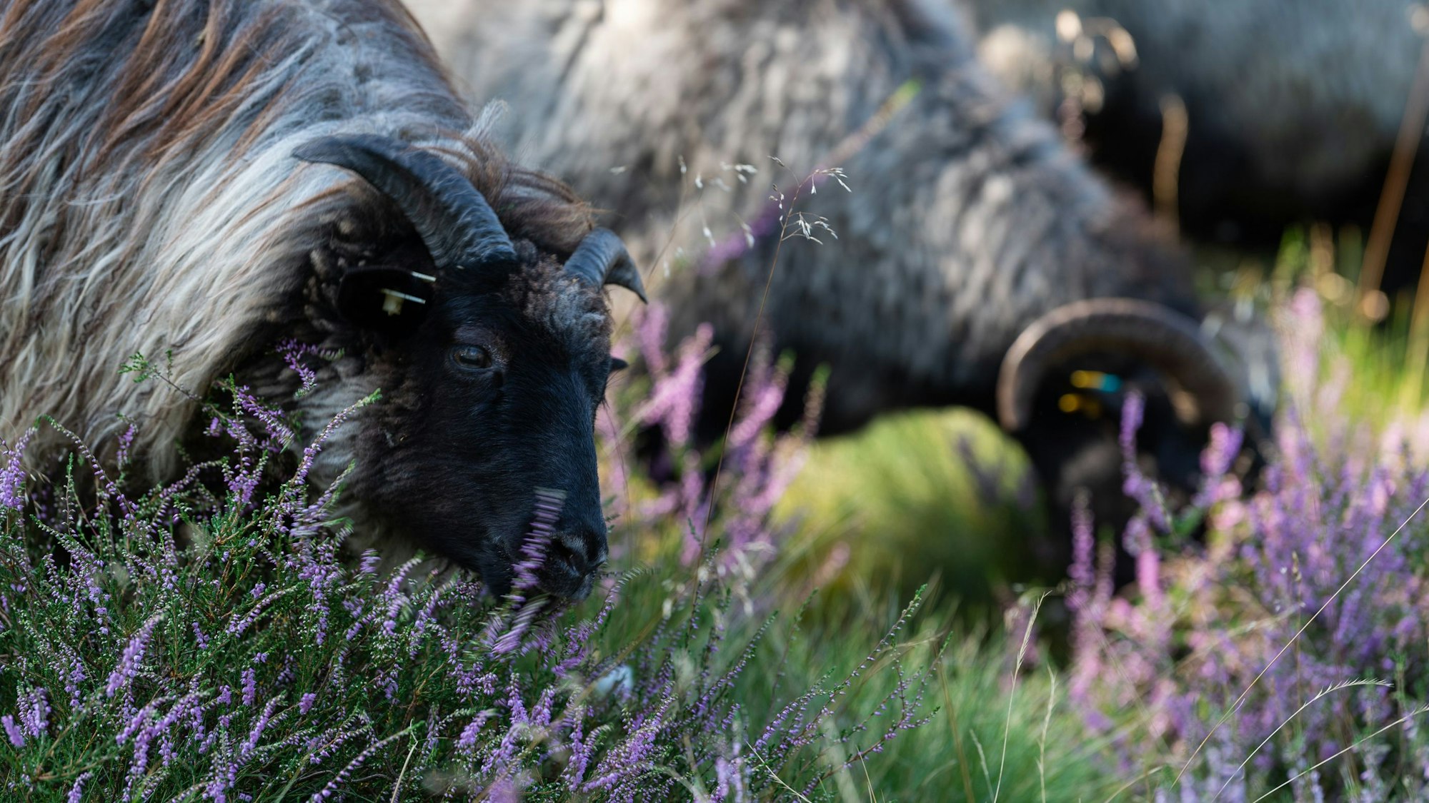Heidschnucken knabbern an Heidepflanzen.
