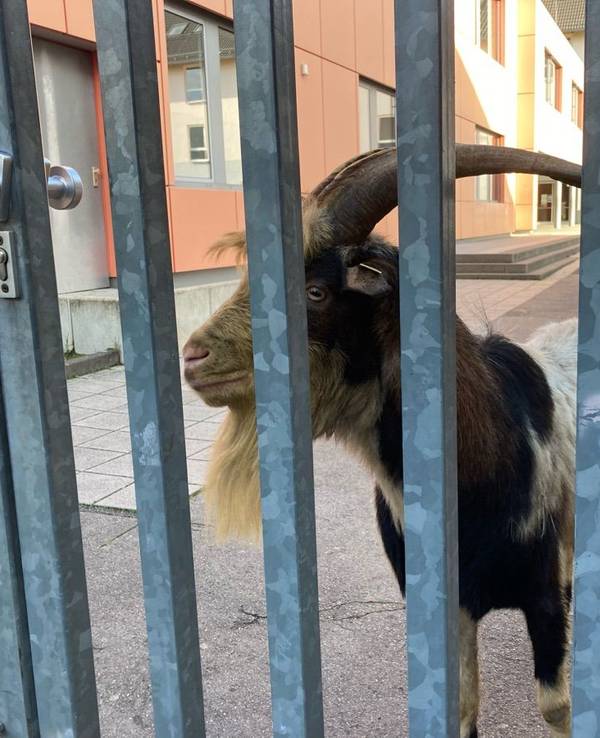 Ein Ziegenbock steht auf einem Schulgelände und guckt durch die Torgitter.
