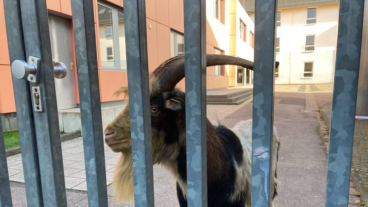 Ein Ziegenbock steht auf einem Schulgelände und guckt durch die Torgitter.
