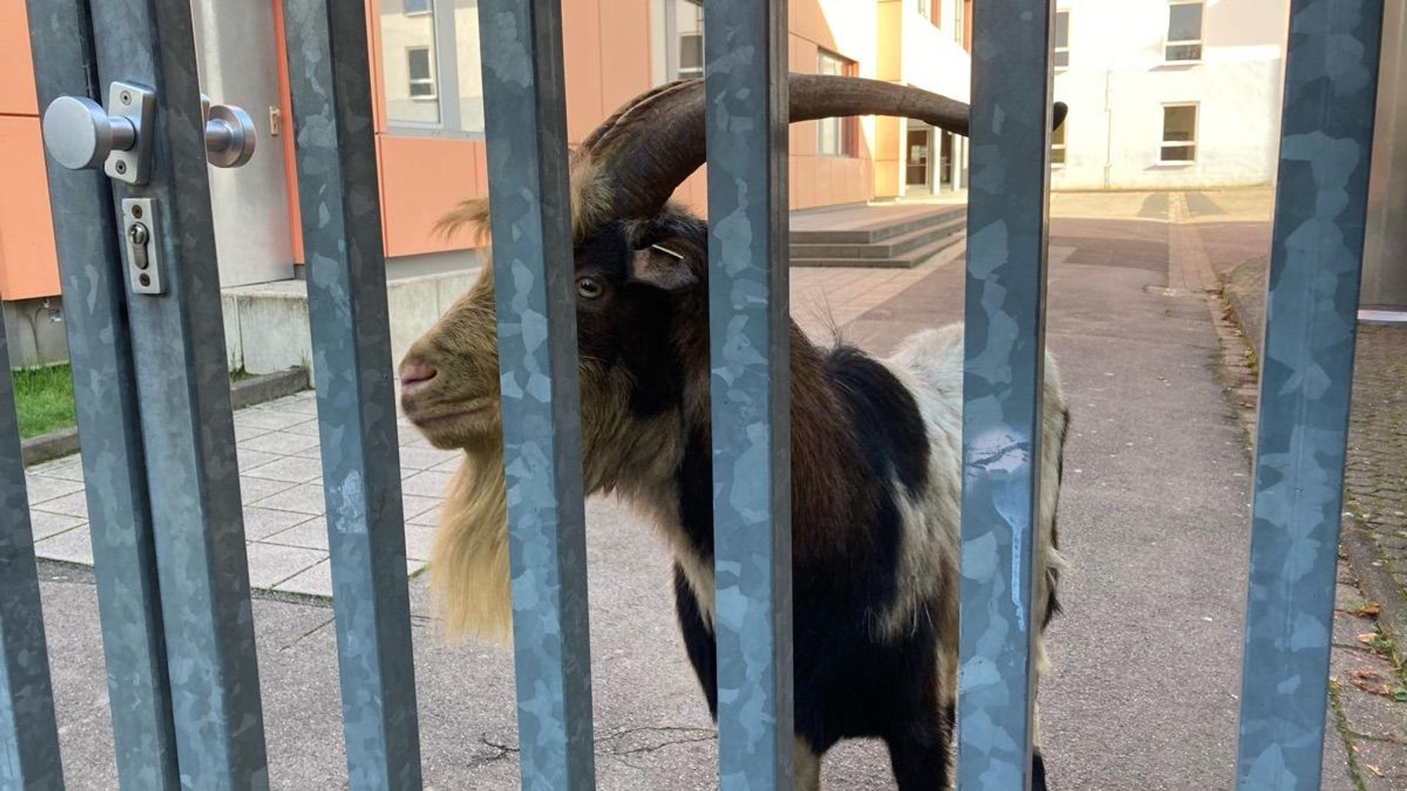 Ein Ziegenbock steht auf einem Schulgelände und guckt durch die Torgitter.