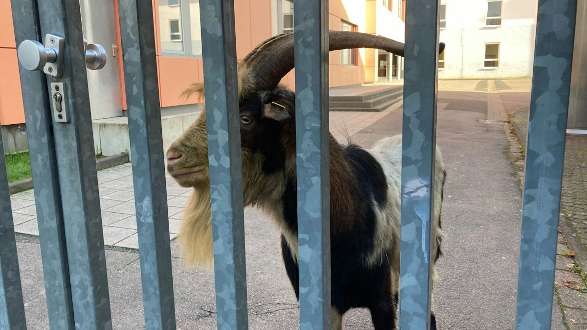Ein Ziegenbock steht auf einem Schulgelände und guckt durch die Torgitter.