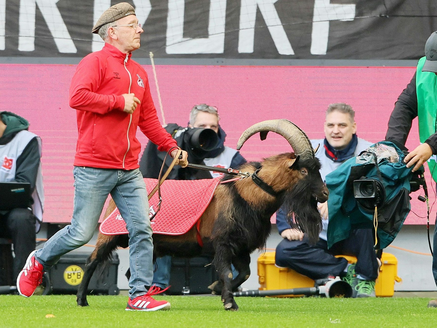 Geißbock Hennes IX. am Spielfeldrand.