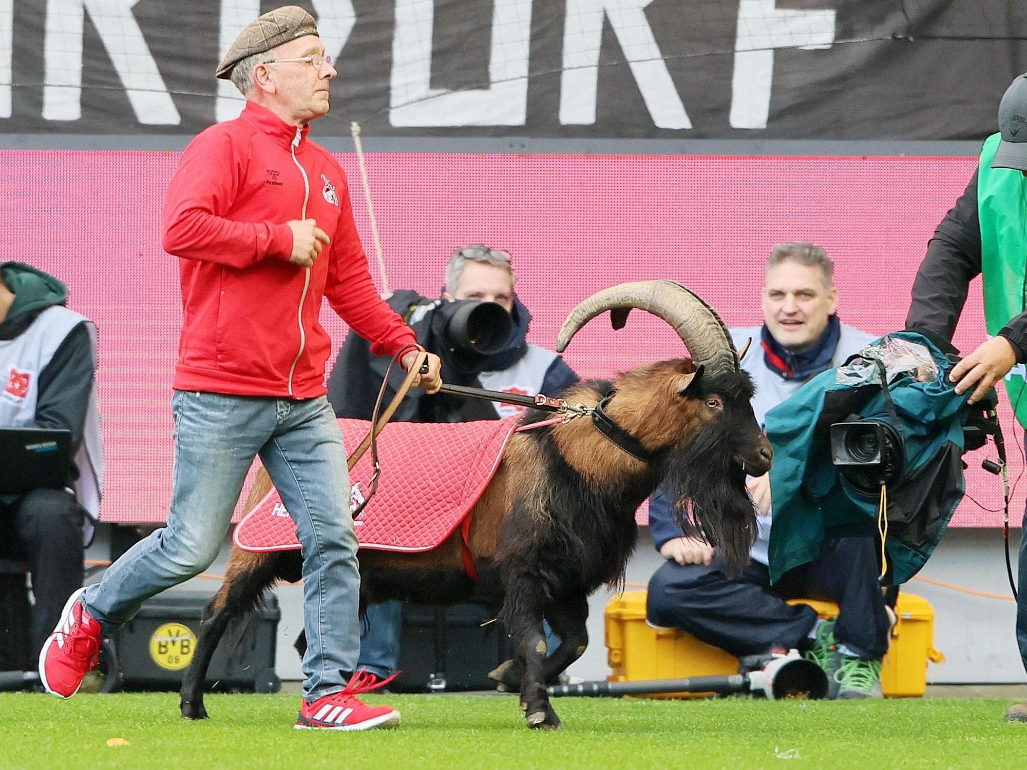 Geißbock Hennes IX. am Spielfeldrand.