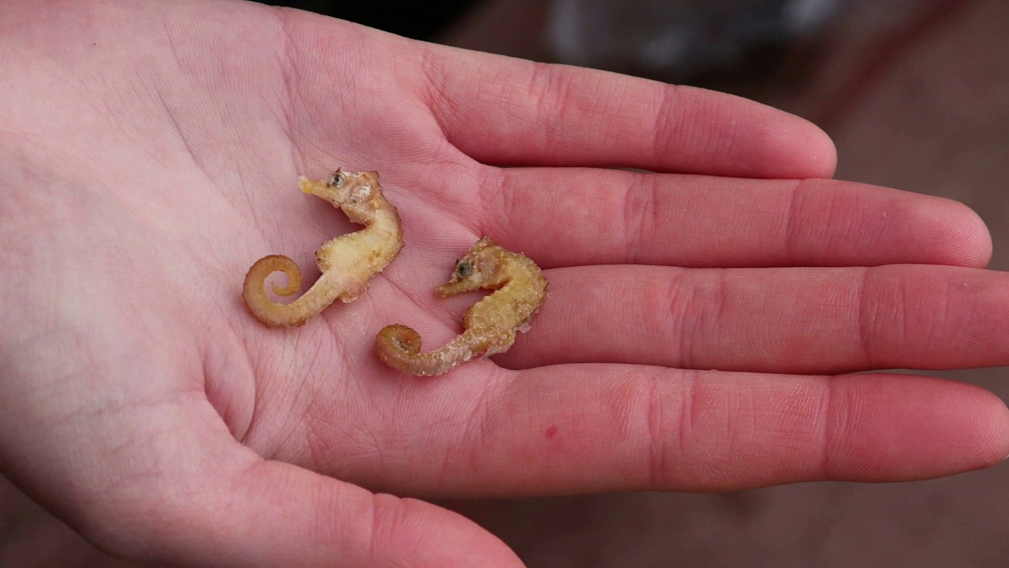 Zwei leblose Kurzschnäuzige Seepferdchen («Hippocampus hippocampus») liegen in der Hand eines Naturschutzwartes.