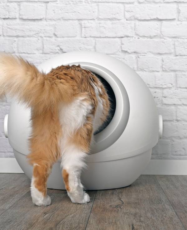 In unserem Katzenstreu-Test haben wir uns nach die Suche nach der besten Streu gegen Geruch gemacht.