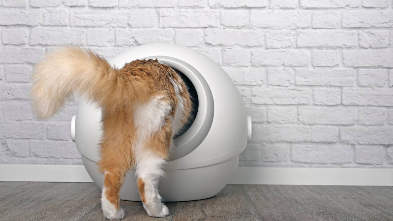 In unserem Katzenstreu-Test haben wir uns nach die Suche nach der besten Streu gegen Geruch gemacht.