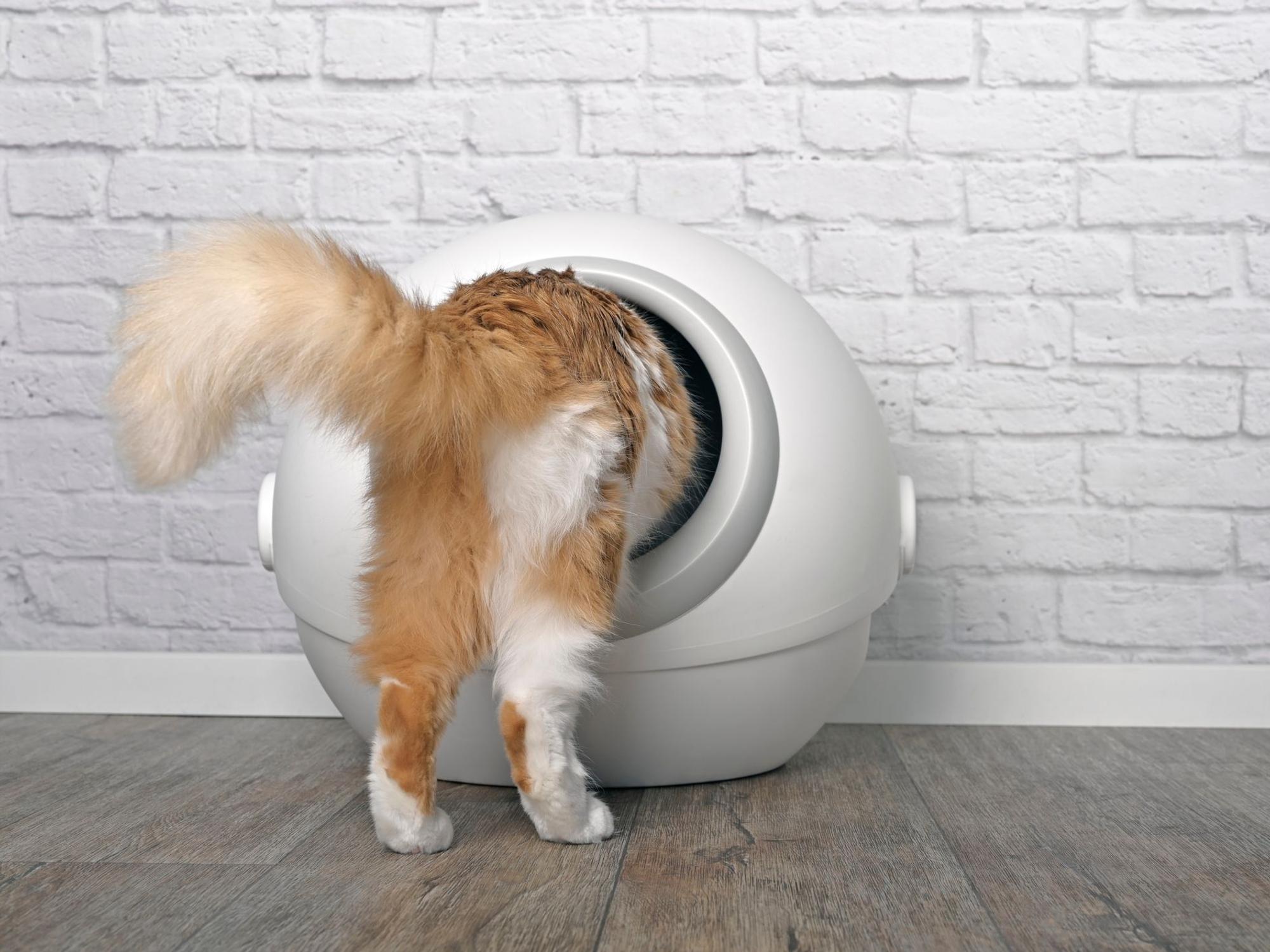 In unserem Katzenstreu-Test haben wir uns nach die Suche nach der besten Streu gegen Geruch gemacht.