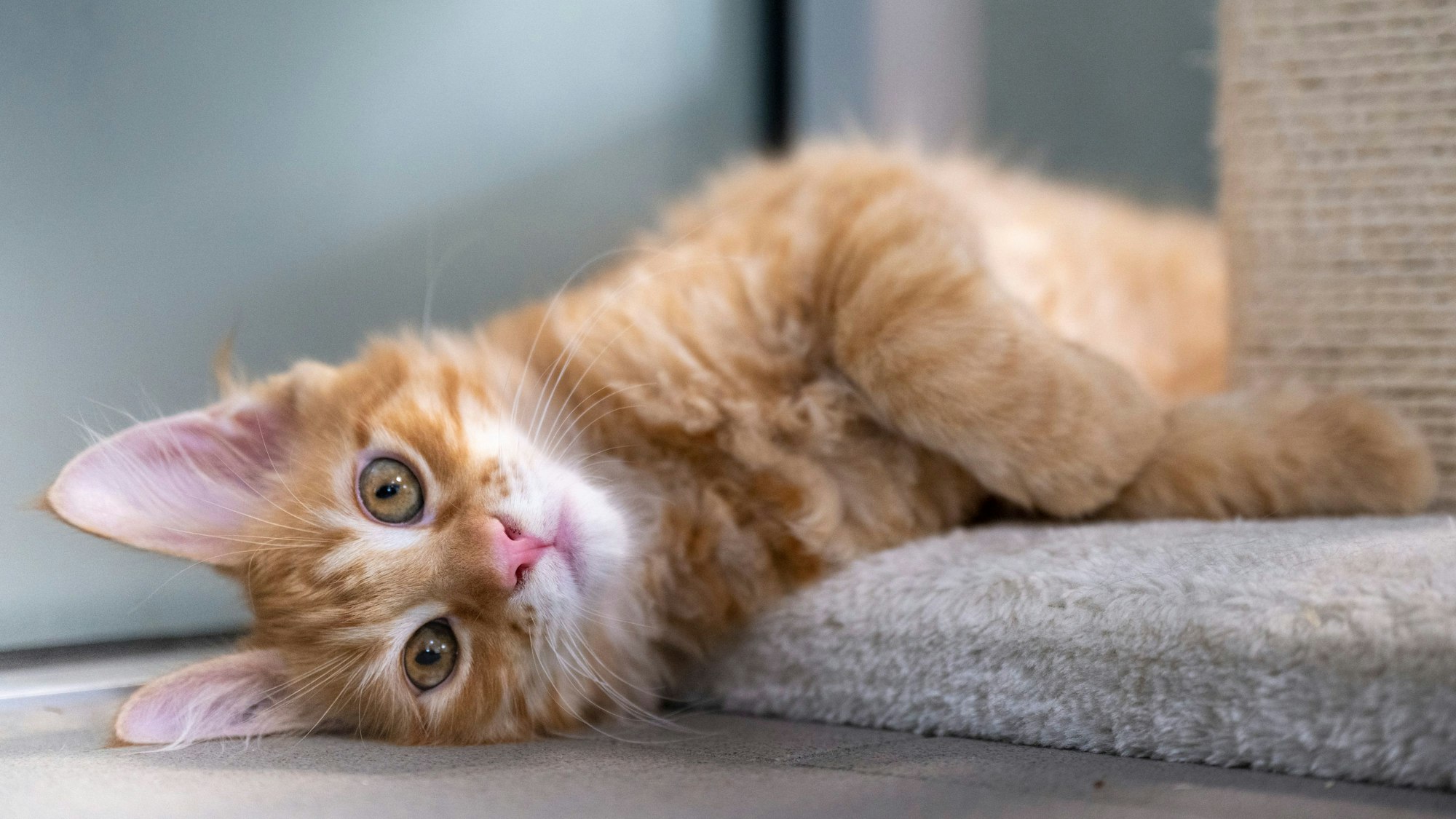 Eine junge Katze liegt auf dem Boden neben einem Kratzbaum.