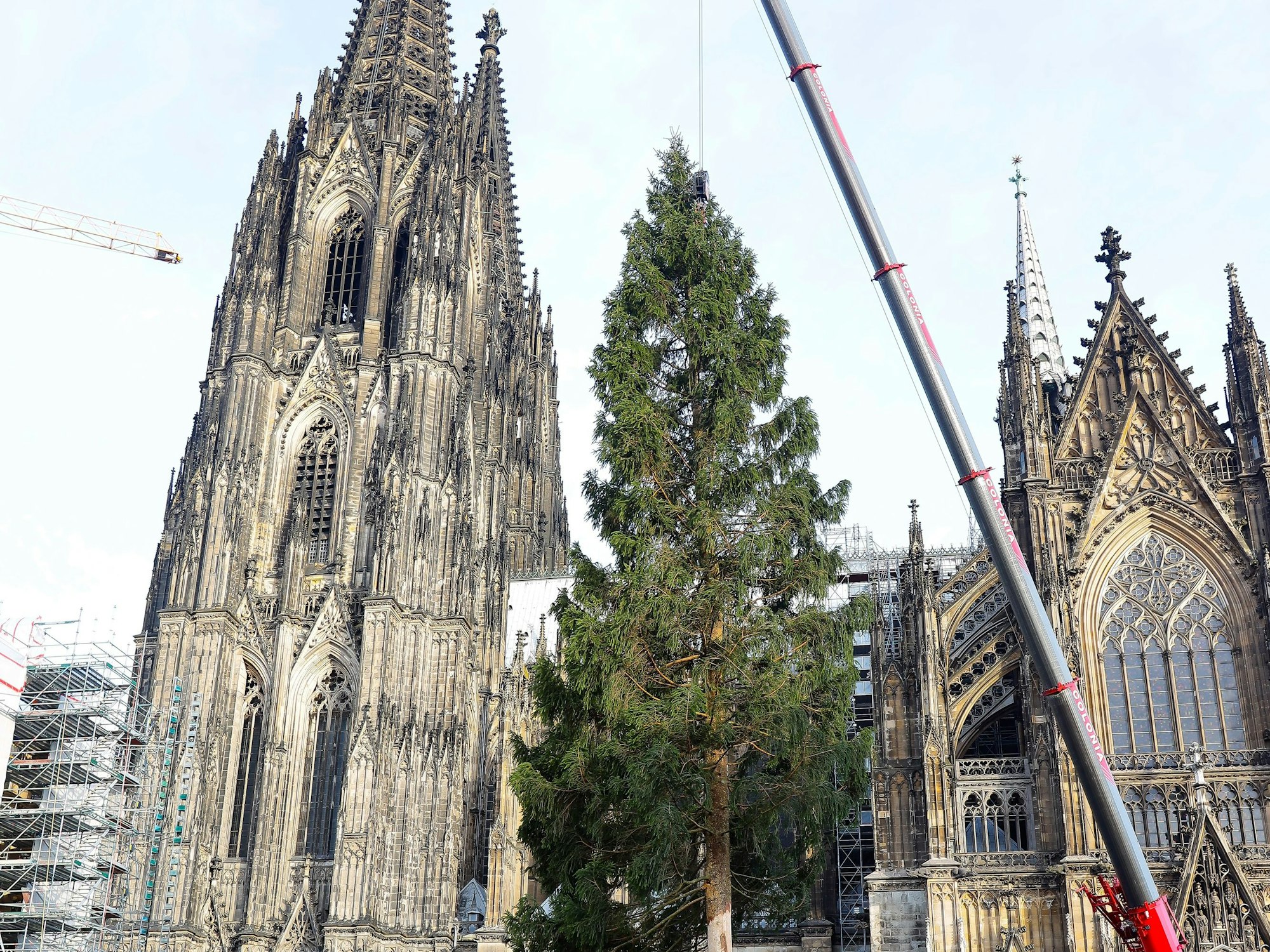 08.11.2022, Köln: Aufstellung des 26 Meter grossen Weihnachtsbaums auf dem Weihnachtsmarkt am Dom.