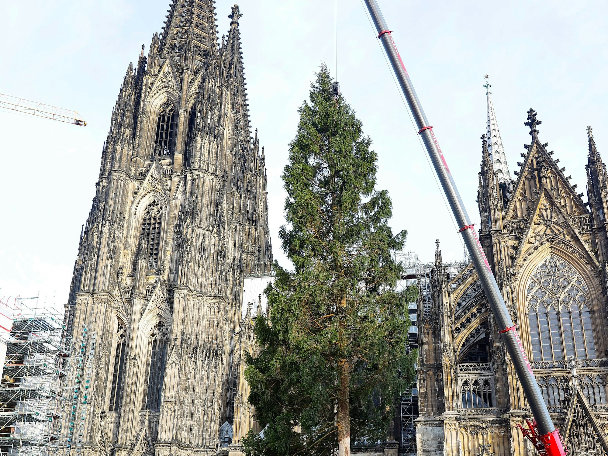 08.11.2022, Köln: Aufstellung des 26 Meter grossen Weihnachtsbaums auf dem Weihnachtsmarkt am Dom.