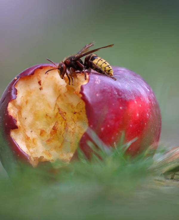 Eine Hornisse frisst an einem unter einem Baum liegenden Apfel.