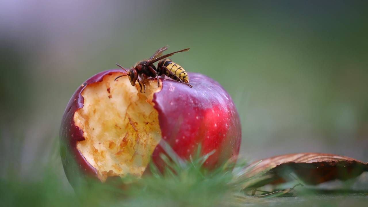 Eine Hornisse frisst an einem unter einem Baum liegenden Apfel.