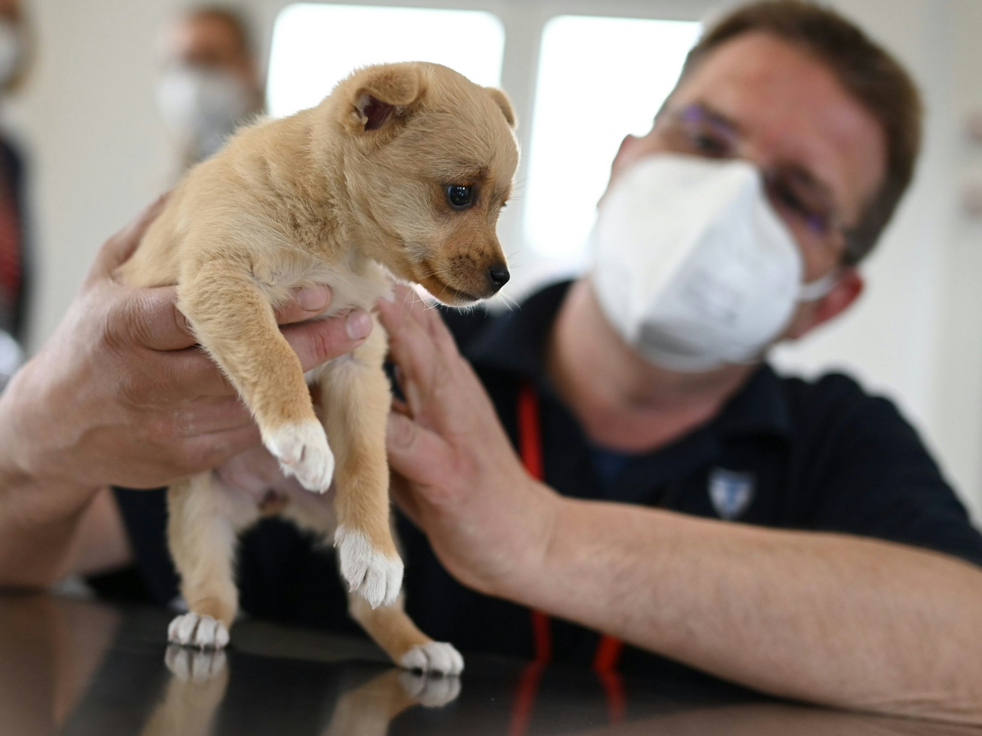 Ein Welpe während einer Untersuchung beim Tierarzt.
