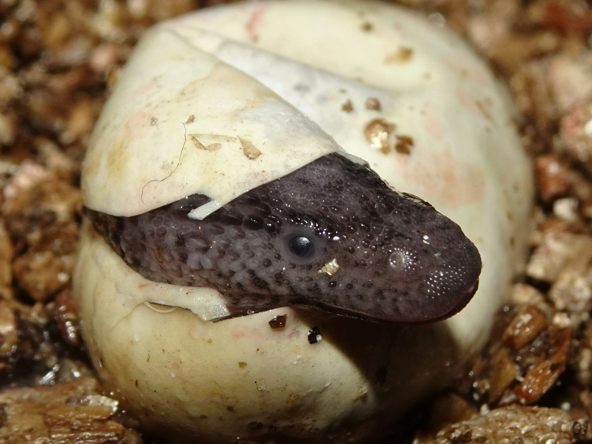 Schlüpfender Taubwaran