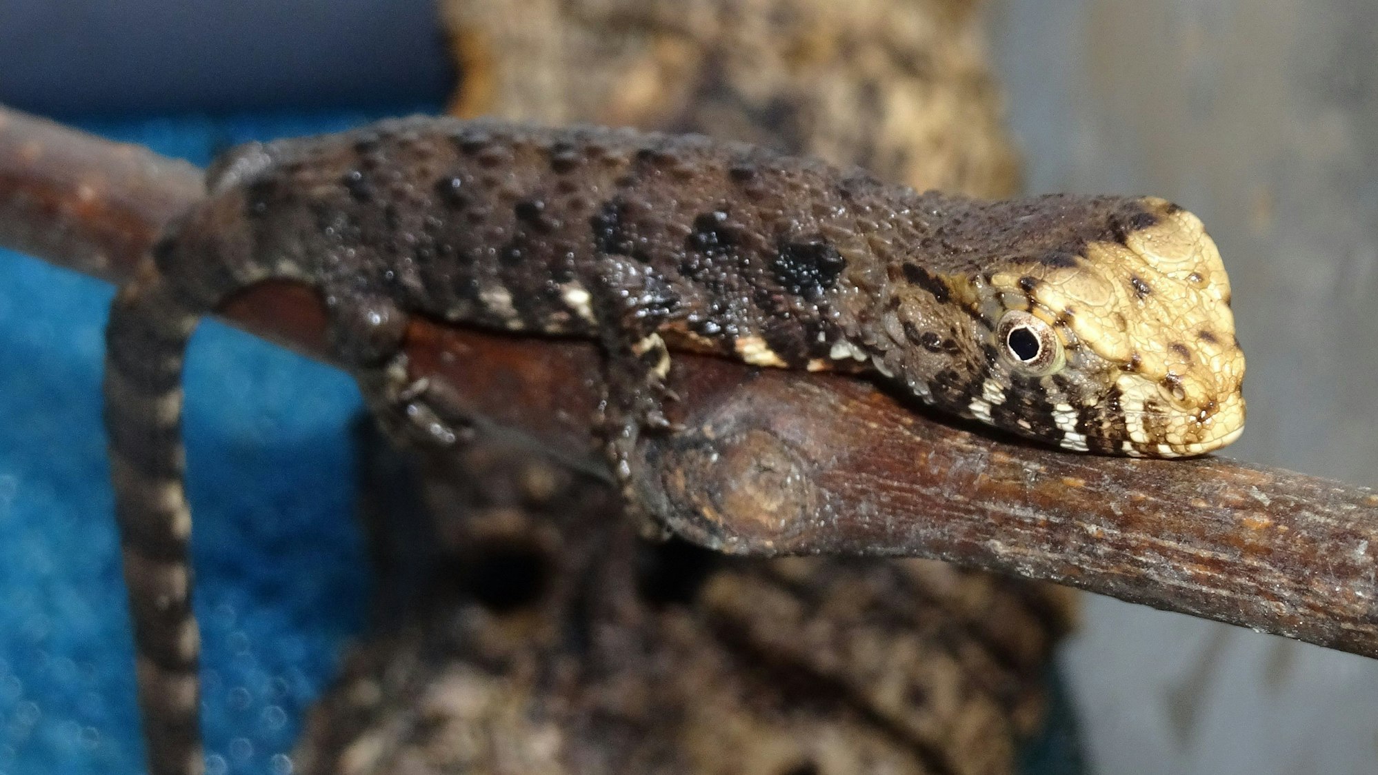 Junge Krokodilschwanzechse im Kölner Zoo