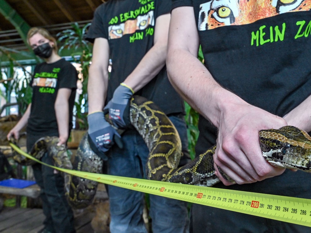 Tierpfleger und Auzubildende vom Zoo Eberswalde vermessen eine über drei Meter lange Tigerpython im Tropenhaus.
