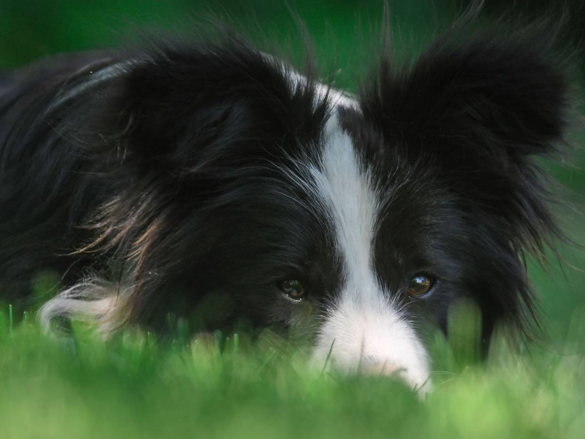 Eine Border Collie Hündin liegt im Schatten auf einer Wiese.