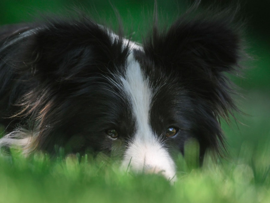 Eine Border Collie Hündin liegt im Schatten auf einer Wiese.