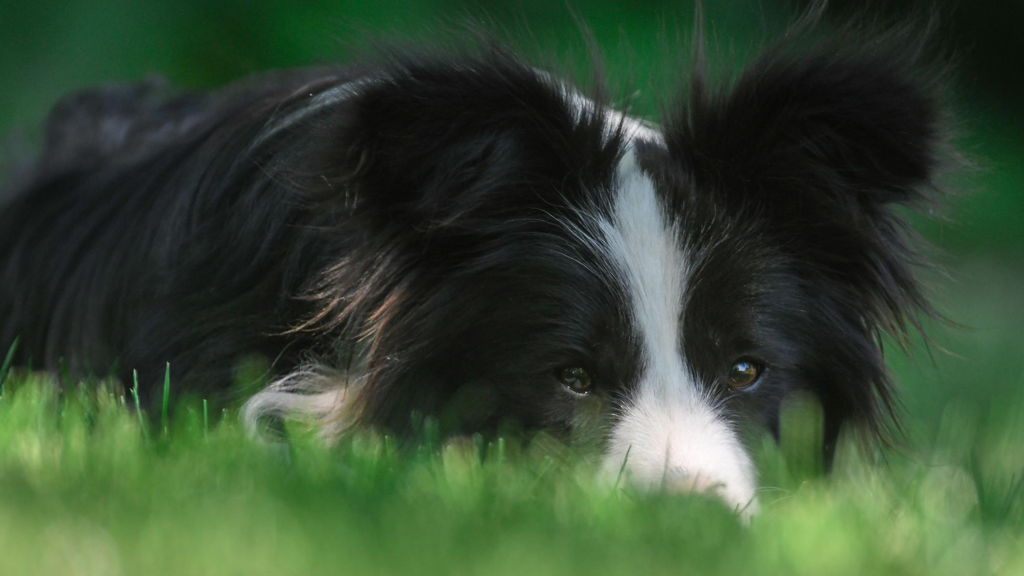 Eine Border Collie Hündin liegt im Schatten auf einer Wiese.