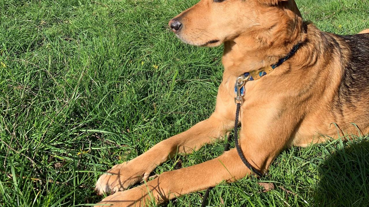 Ein Hund schaut auf dem Campingplatz in Metzdorf auf die Sauer.
