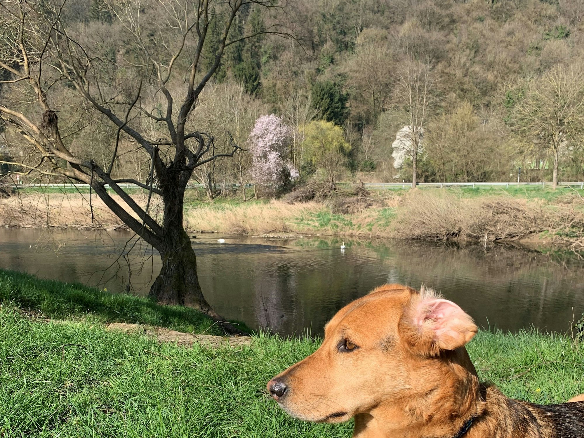 Ein Hund schaut auf dem Campingplatz in Metzdorf auf die Sauer.