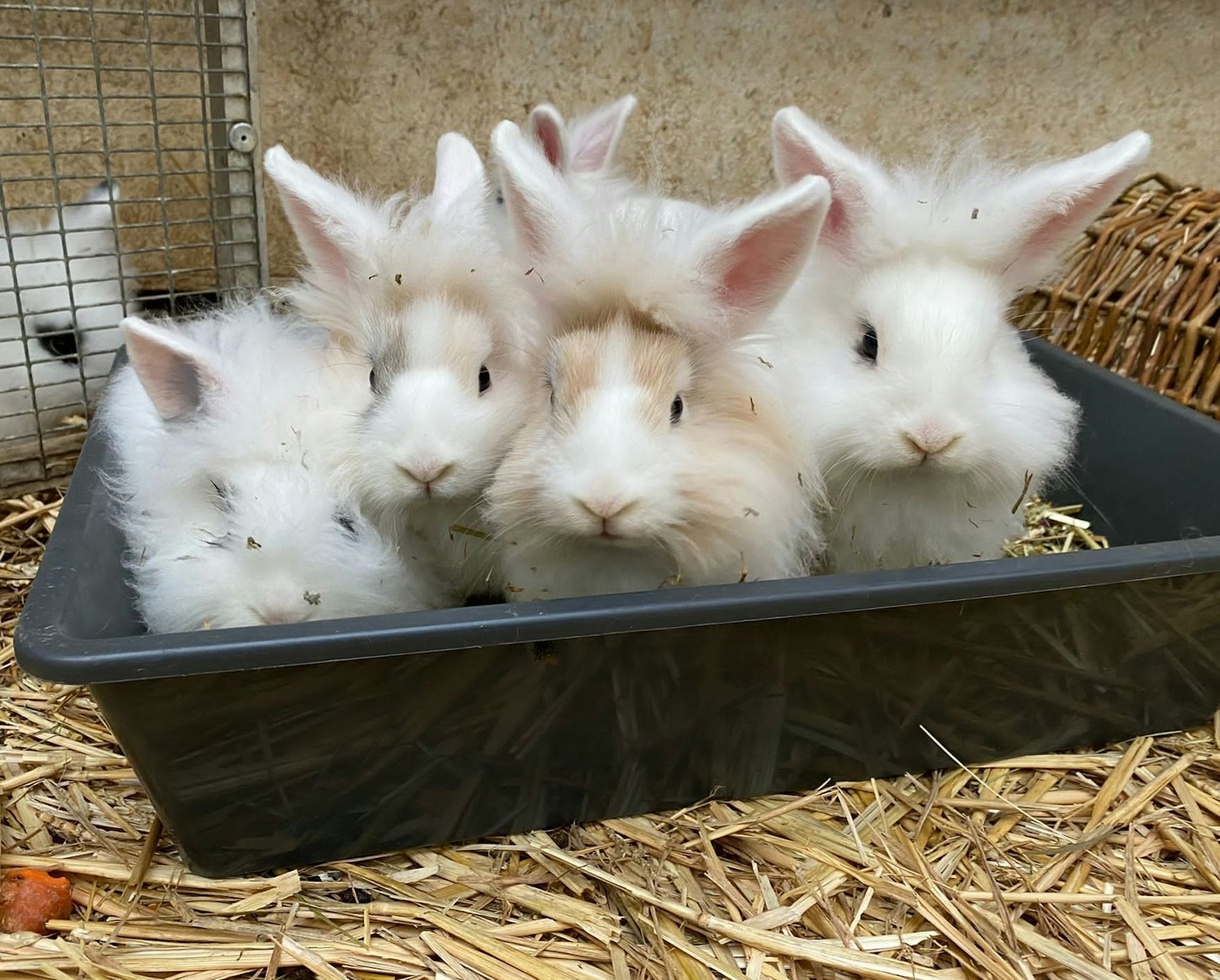 Im Tierheim Dellbrück in Köln wurde eine Kaninchen-Dame abgegeben - allerdings hatte dieses bereits Nachwuchs „im Gepäck“.