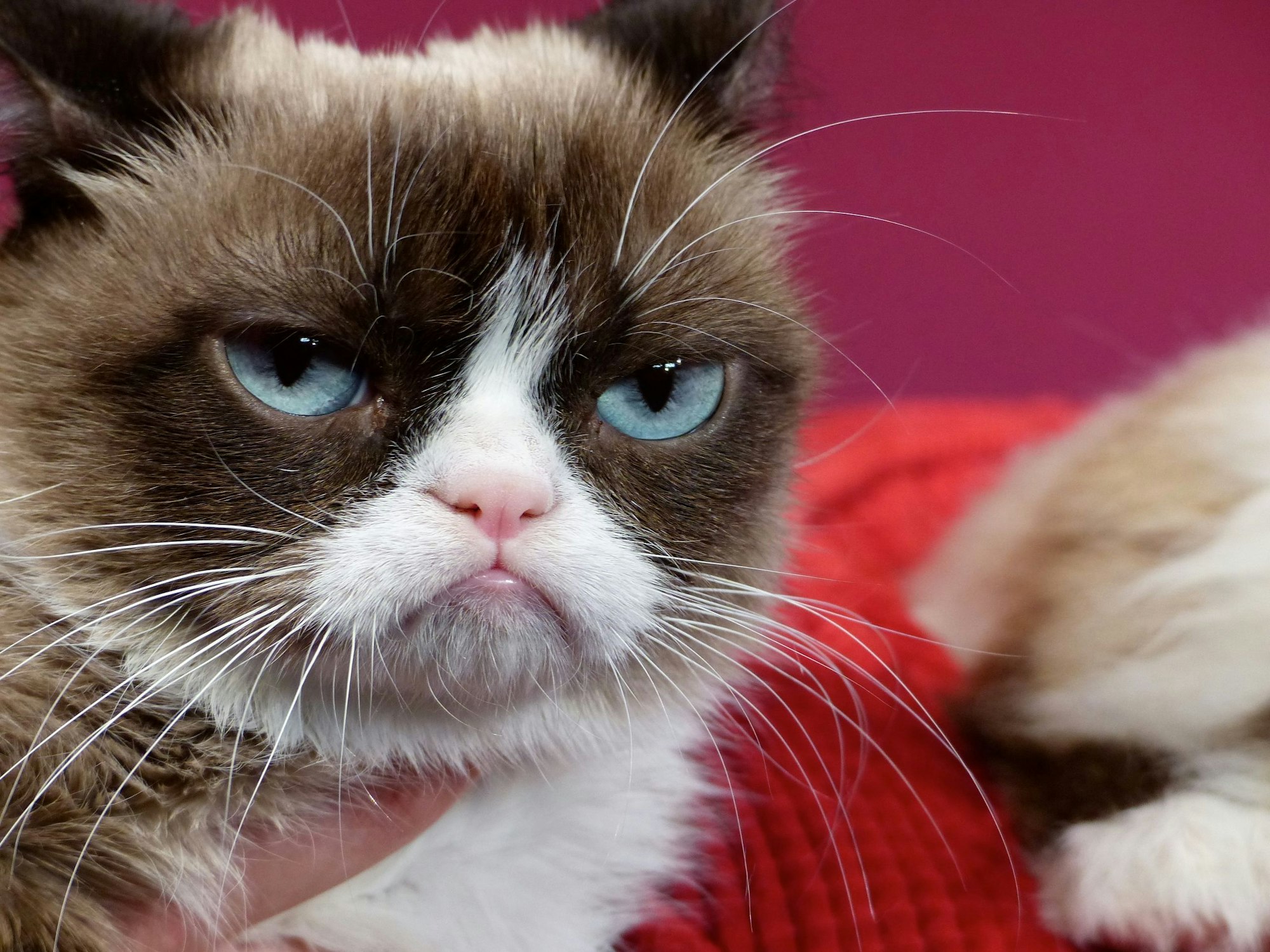 Hauskatze «Grumpy Cat» wird im Wachsfigurenkabinett bei Madame Tussauds von ihrer Besitzerin gehalten - Grund des Besuchs war die Vorstellung der Wachsfigur der Katze.