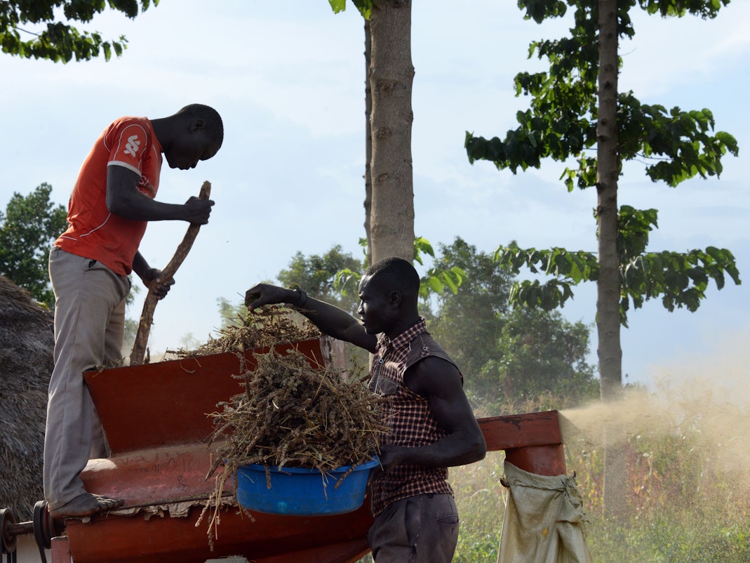 Zwei Männer füllen am 30.06.2017 in Uganda Chia-Pflanzen in eine Dreschmaschine.