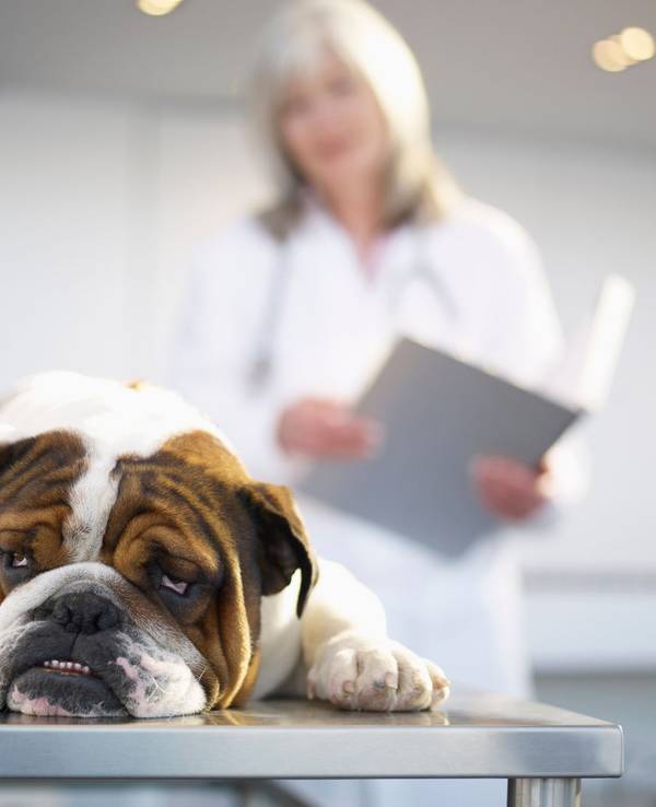 Eine Bulldogge liegt beim Tierarzt auf dem Tisch.