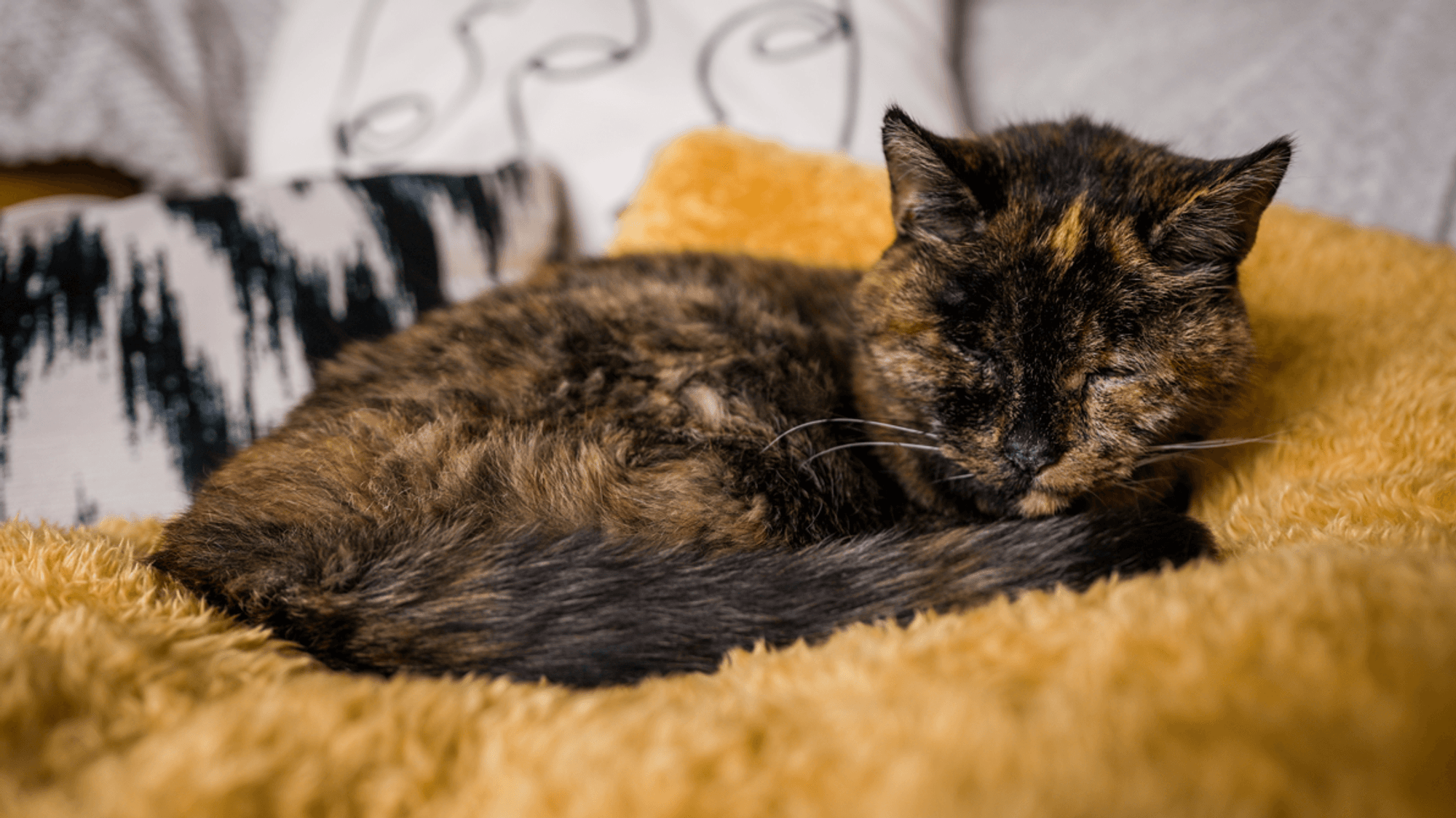 Katze Flossie schläft auf einem gelben Kissen.