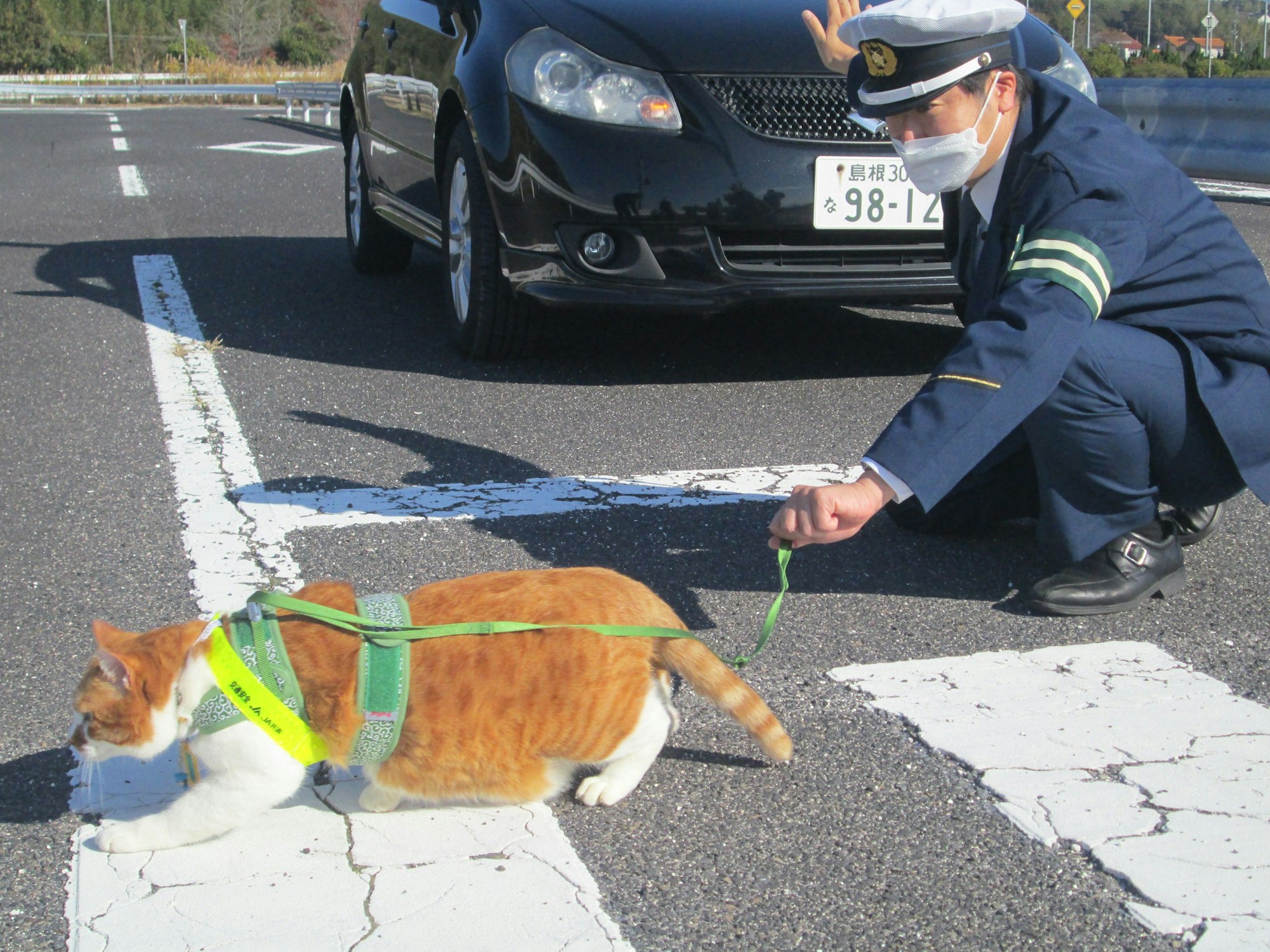 Ein Kater geht über ein Zebrastreifen (undatierte Aufnahme).