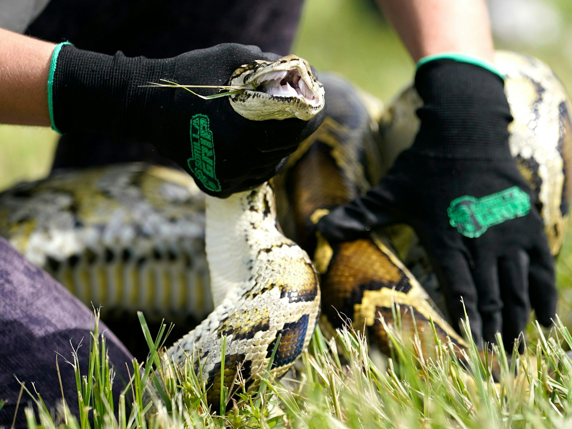 Ein Python zog in Australien einen fünfjährigen Jungen unter Wasser. Das Symbolbild vom 16. Juni 2022 zeigt einen burmesischen Python.