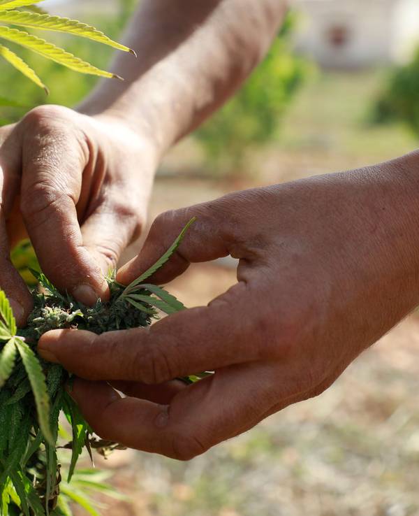 Nuno Monasterio, Sekretär der Genossenschaft Norma, sammelt Cannabisblüten auf seiner Plantage auf Mallorca.