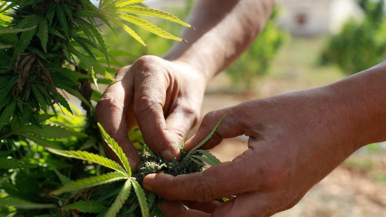 Nuno Monasterio, Sekretär der Genossenschaft Norma, sammelt Cannabisblüten auf seiner Plantage auf Mallorca.
