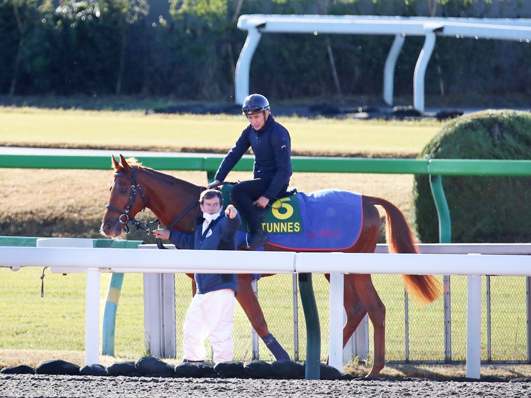 Hengst Tünnes am 24. November 2022 beim Training in Japan.