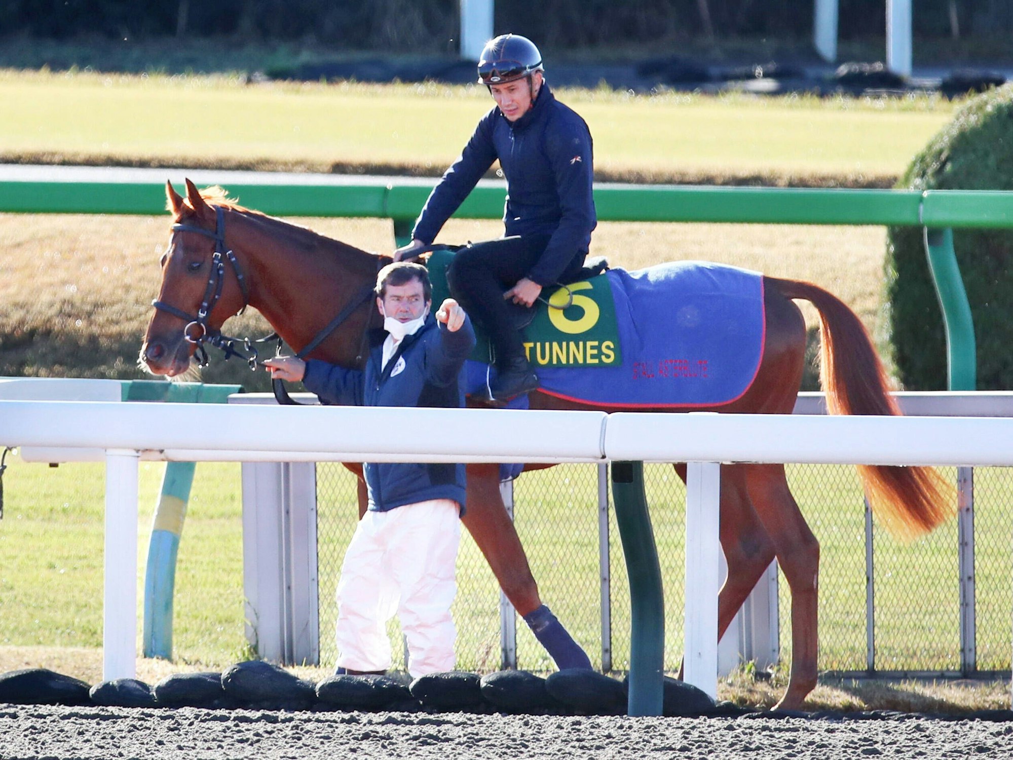 Hengst Tünnes am 24. November 2022 beim Training in Japan.