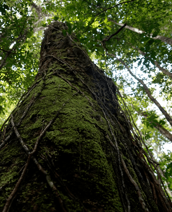 Eine Aufnahme eines Baumes im Regenwald von Suriname.
